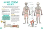 Удивительные энциклопедии. Невероятное тело человека — изображение 4
