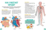Удивительные энциклопедии. Невероятное тело человека — изображение 6