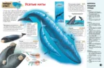 Интерактивная энциклопедия для школьников — изображение 5