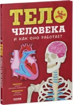 Тело человека и как оно работает — изображение 2