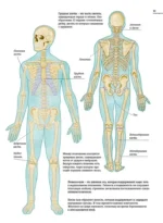 Тело человека. Атлас анатомии в картинках — изображение 8