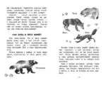Фомка - белый медвежонок. Рассказы — изображение 9
