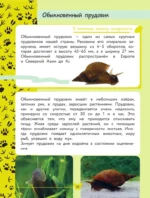 Окружающий мир. Животные — изображение 11