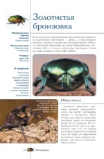 Насекомые. Иллюстрированный гид — изображение 16