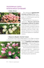 Гортензия. Разноцветные чувства. Шпаргалка-трекер по выращиванию и уходу — изображение 10
