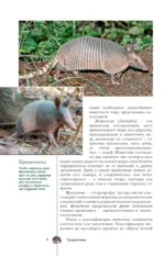 Животные. Популярный иллюстрированный гид — изображение 5
