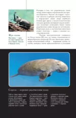 Животные. Популярный иллюстрированный гид — изображение 7