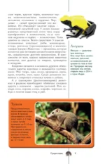 Животные. Популярный иллюстрированный гид — изображение 10