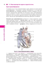 Анатомия человека. Сердце и сосуды, нервная система, органы чувств, общий покров — изображение 11