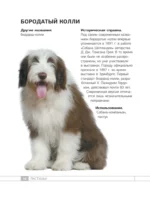 Собаки. 80 самых популярных пород. Иллюстрированный определитель — изображение 17