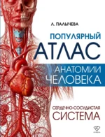 Популярный атлас анатомии человека. Сердечно-сосудистая система. Любовь Палычева