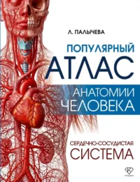 Популярный атлас анатомии человека. Сердечно-сосудистая система. Любовь Палычева