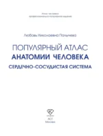Популярный атлас анатомии человека. Сердечно-сосудистая система — изображение 3