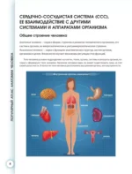 Популярный атлас анатомии человека. Сердечно-сосудистая система — изображение 4