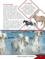 Лошади и пони — изображение 17