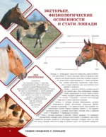 Лошади и пони — изображение 6