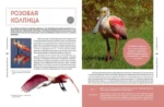 Красная книга мира. Животные — изображение 2