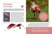 Красная книга мира. Животные — Детские энциклопедии
