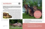 Красная книга мира. Животные — изображение 3