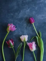Тюльпаны. Великолепные цветы для дома и сада — изображение 5