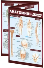 Анатомия. Самая компактная анатомическая таблица. САПИН М.Р.