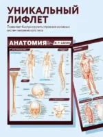Анатомия. Самая компактная анатомическая таблица — изображение 3