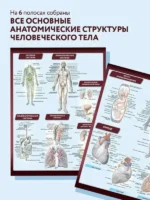 Анатомия. Самая компактная анатомическая таблица — изображение 4