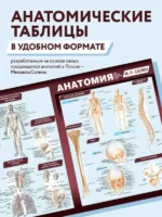 Анатомия. Самая компактная анатомическая таблица — изображение 5