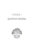 Племя деревьев. О чем говорят корни и кроны — изображение 6