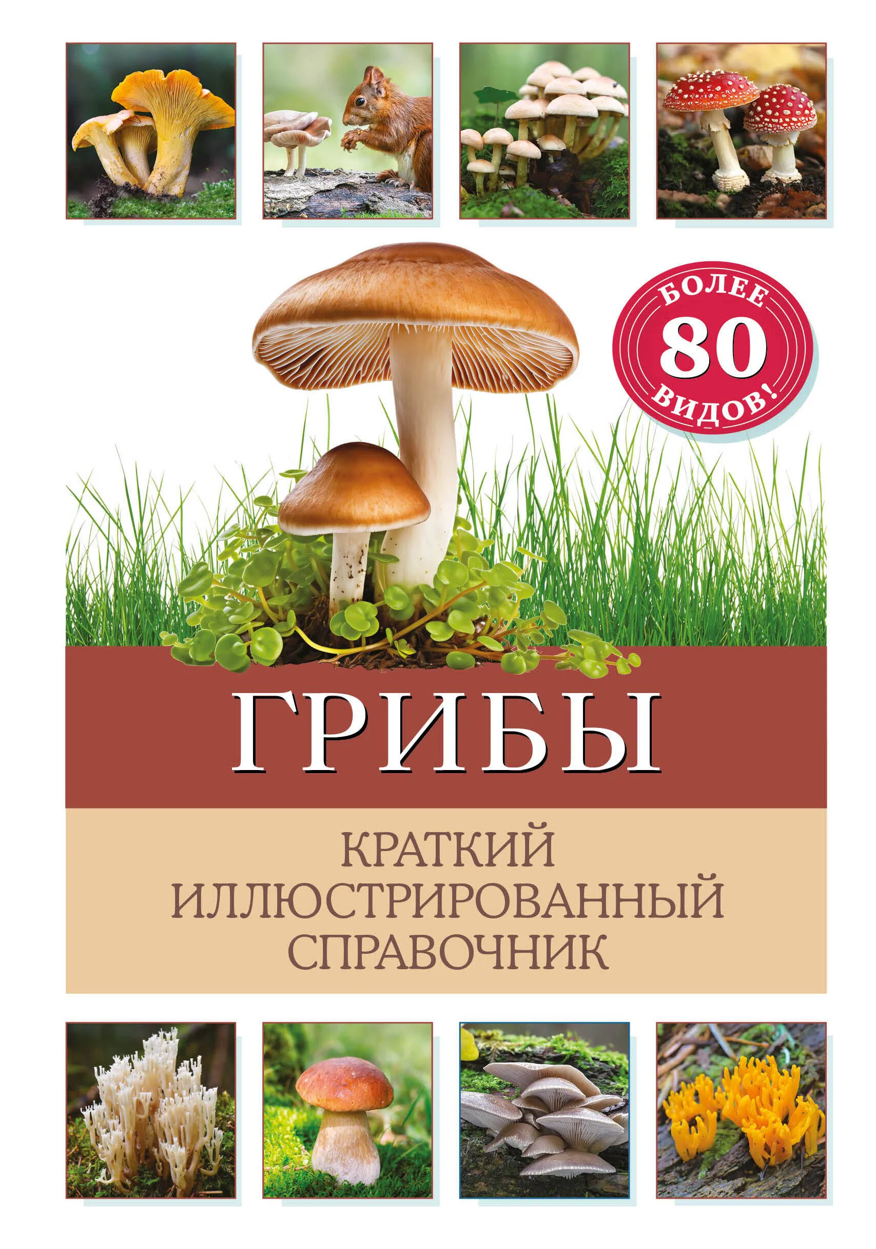 9785041931452_0-1.webp Грибы. Краткий иллюстрированный справочник. Бэрбель Офтиринг