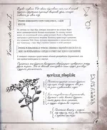 Тайны и магия растений. Путеводитель по миру трав и деревьев — изображение 5