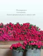 Садовые розы. Полное руководство по выращиванию, уходу и созданию потрясающих букетов — изображение 5