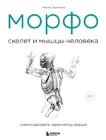МОРФО. Скелет и мышцы человека. Анатомия для художников. Мишель Лауричелла