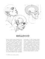МОРФО. Скелет и мышцы человека. Анатомия для художников — изображение 6