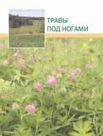 Большая иллюстрированная энциклопедия лекарственных растений — изображение 12