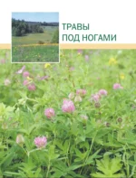 Лекарственные растения. Большая иллюстрированная энциклопедия — изображение 14