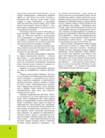 Лекарственные растения. Большая иллюстрированная энциклопедия — изображение 9