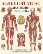 Большой атлас анатомии человека. Евгения Махиянова
