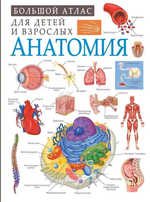 9785171326661_0.webp Анатомия. СПЕКТОР А.А.