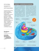 Всё о теле человека — изображение 2