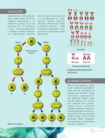 Всё о теле человека — изображение 5