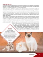 Самая лучшая иллюстрированная энциклопедия. Кошки — изображение 12