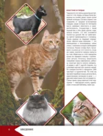 Самая лучшая иллюстрированная энциклопедия. Кошки — изображение 7