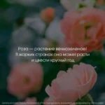 Розы. Как выбирать, выращивать и наслаждаться в любом саду — изображение 3
