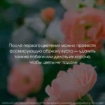 Розы. Как выбирать, выращивать и наслаждаться в любом саду — изображение 4