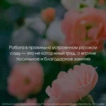 Розы. Как выбирать, выращивать и наслаждаться в любом саду — изображение 5