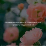 Розы. Как выбирать, выращивать и наслаждаться в любом саду — изображение 6
