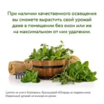 Огород на подоконнике. Идеальный урожай не выходя из дома — изображение 6