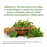Огород на подоконнике. Идеальный урожай не выходя из дома — изображение 7
