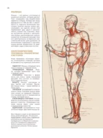 Анатомия для художников — изображение 18